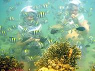 Sea Trek
