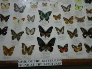 セブ島南部郊外スポット「Jumalon Butterfly Sanctuary and Art Gallery Museum」