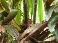 ボホール島世界最小の猿ターシャ