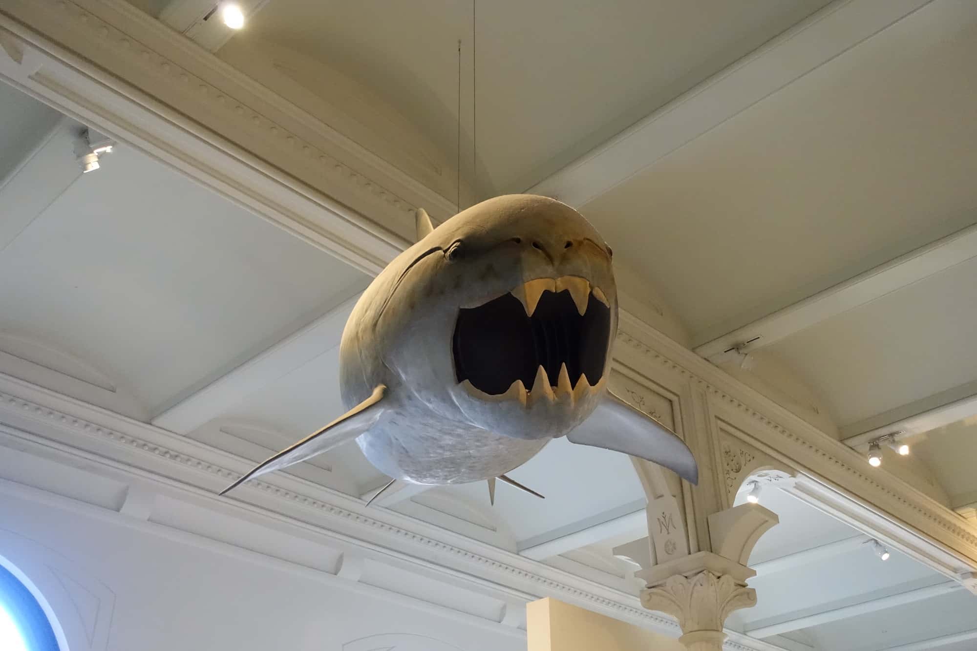 アメリカ自然史博物館の古代のサメ？魚？