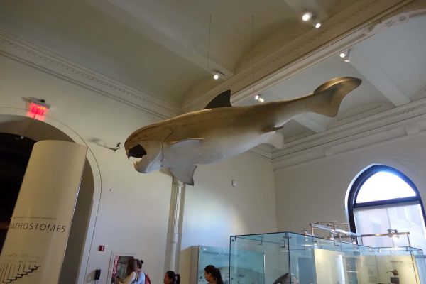 アメリカ自然史博物館の古代のサメ？魚？