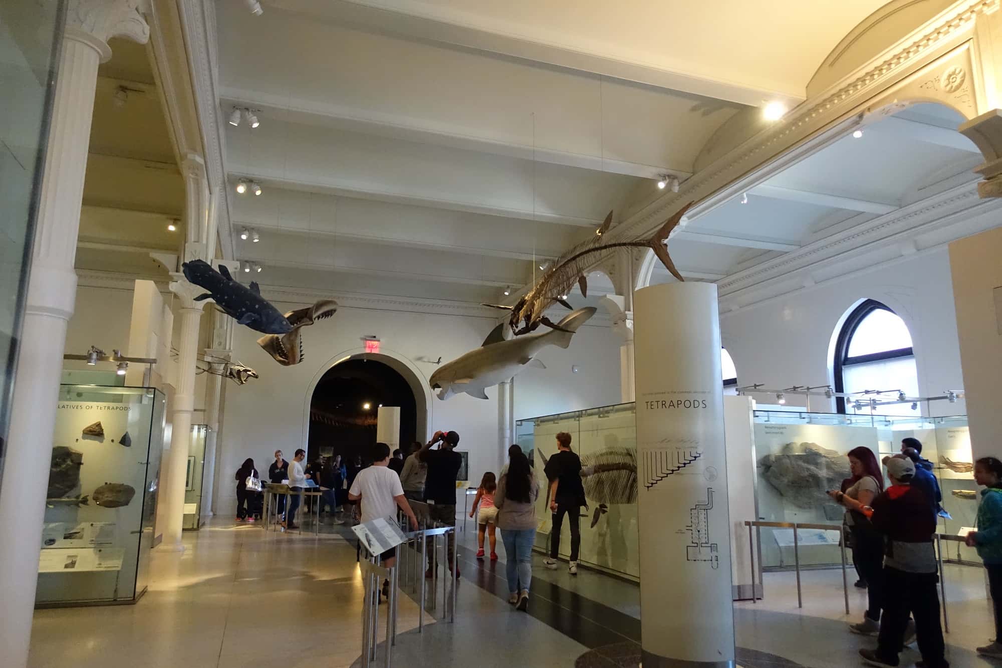 アメリカ自然史博物館に飾られた古代の海の生き物