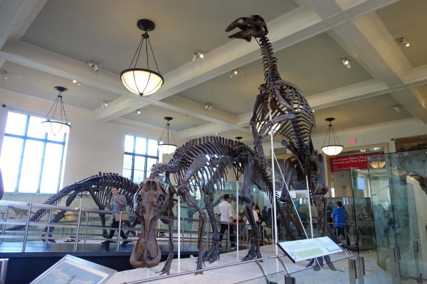 アメリカ自然史博物館に並ぶ恐竜の骨