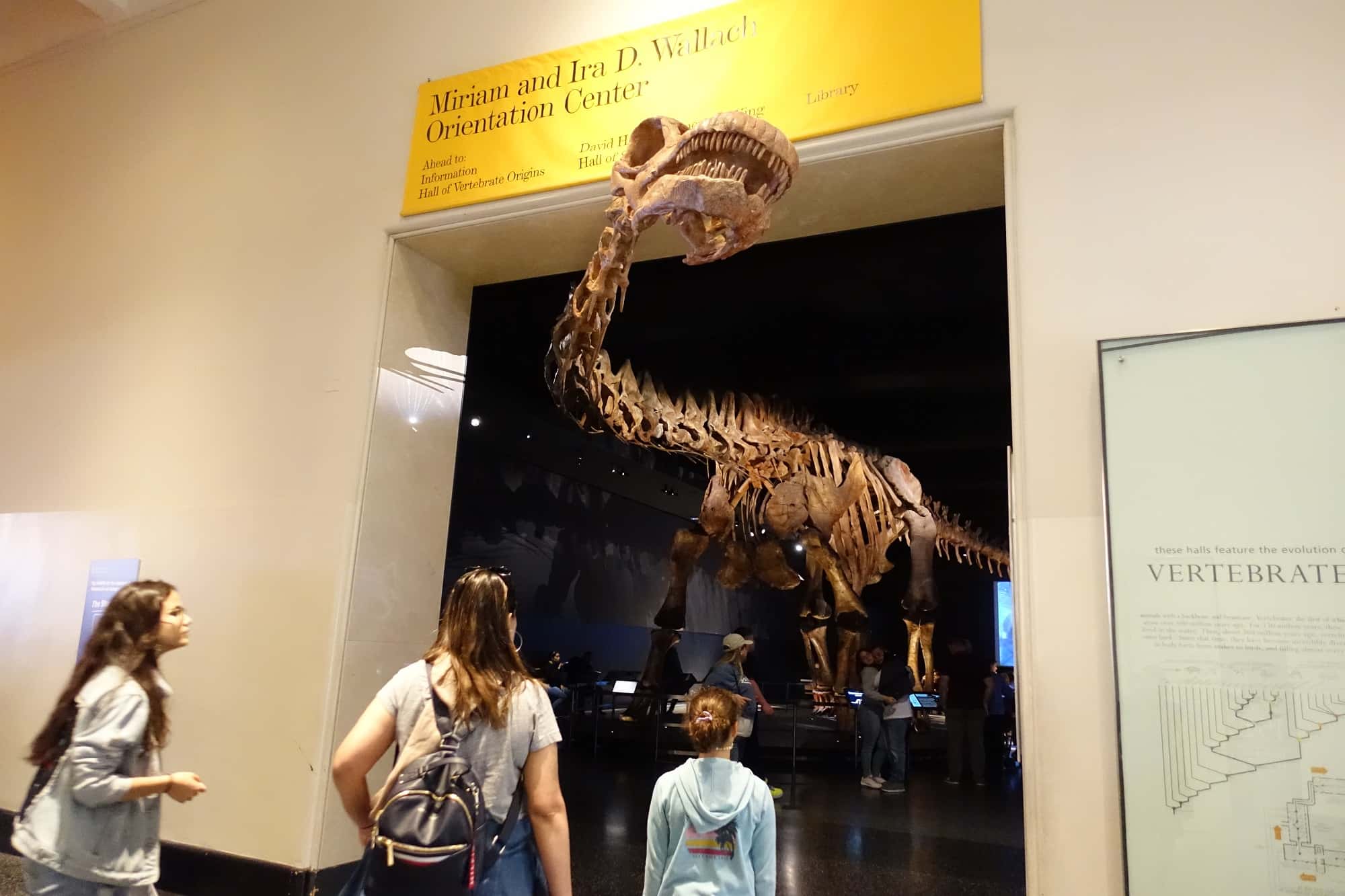 アメリカ自然史博物館の恐竜の化石