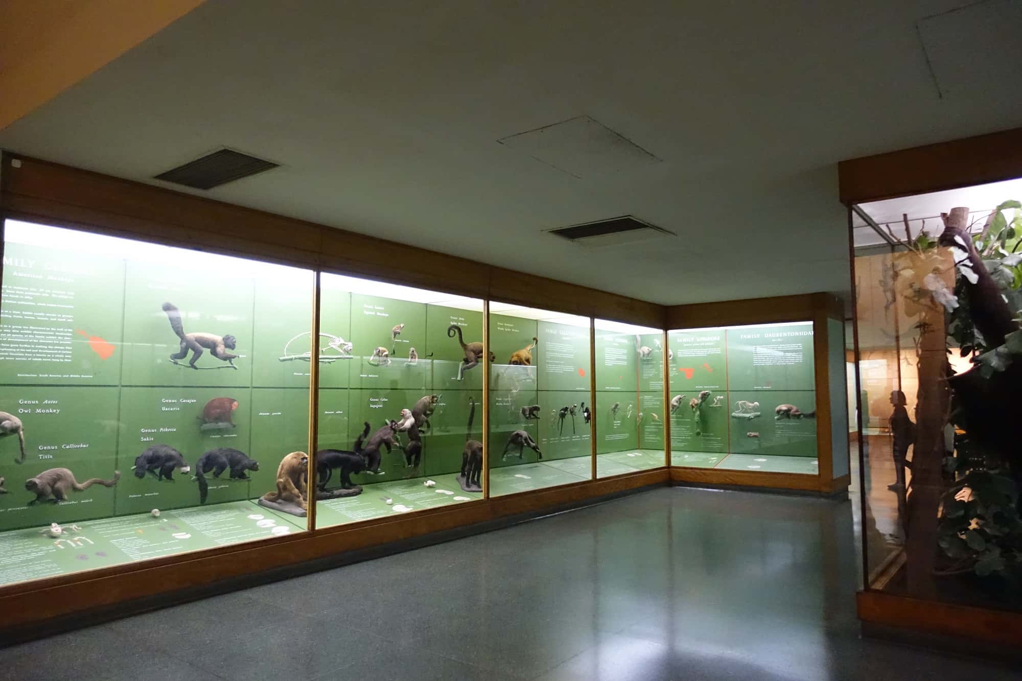 アメリカ自然史博物館の猿の標本コーナー