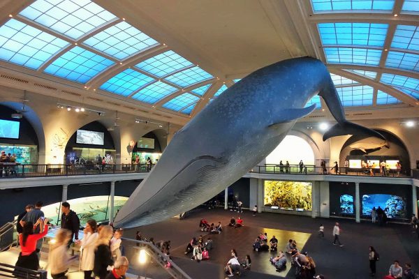 アメリカ自然史博物館の巨大クジラの模型