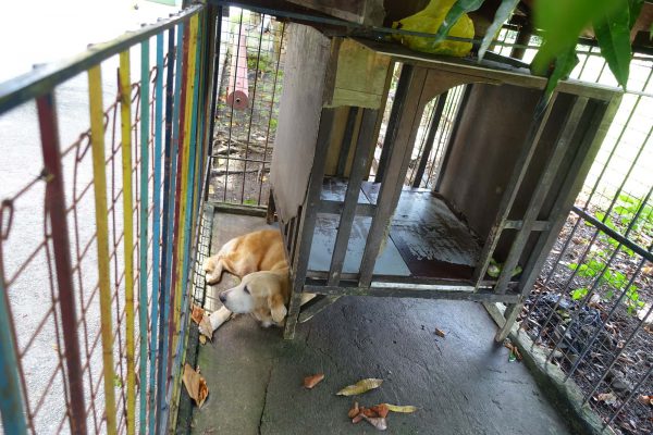 フィリピン・バコロド留学OKEAオケアの飼い犬