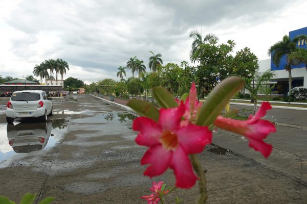 フィリピン・バコロド留学OKEAオケア近辺の花々